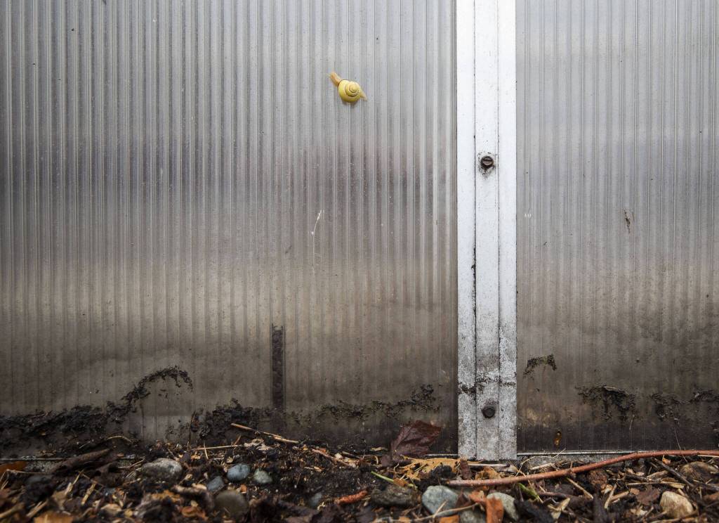 A small snail crawls up the outside of the greenhouse on Monday in Marysville. (Olivia Vanni / The Herald)