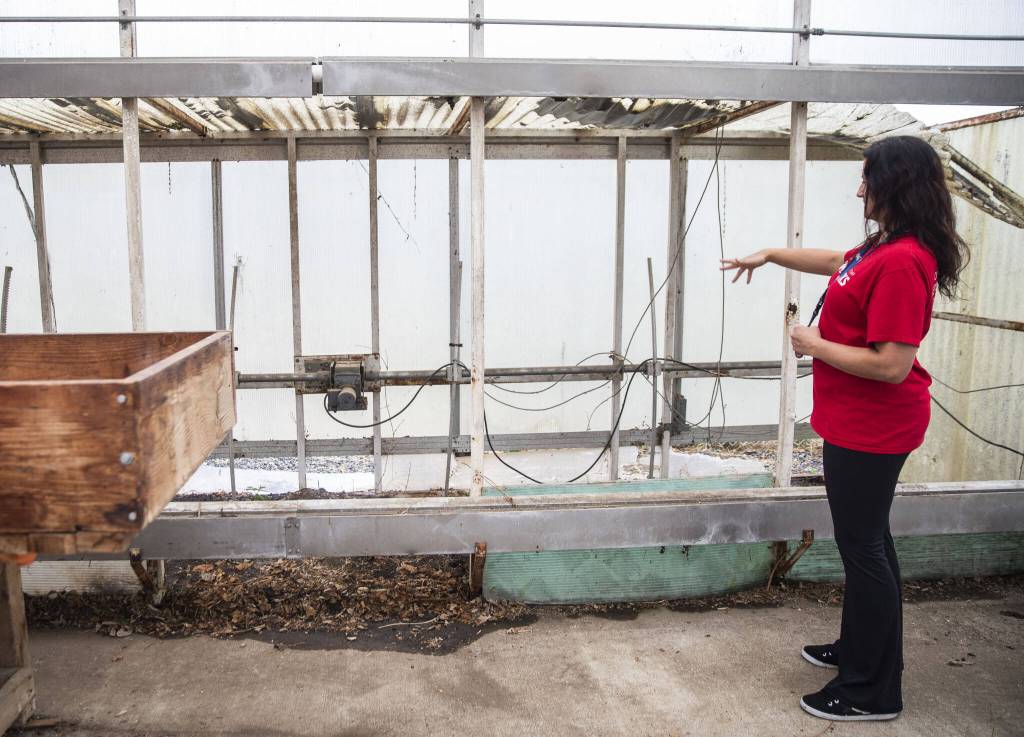 Kayla Carter talks about how dense the blackberries were that filled the space on Monday in Marysville. (Olivia Vanni / The Herald)