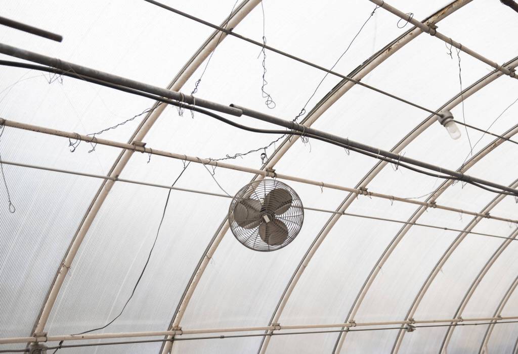 Pipes, wires and a fan hang from the inside of the greenhouse in Marysville. (Olivia Vanni / The Herald)