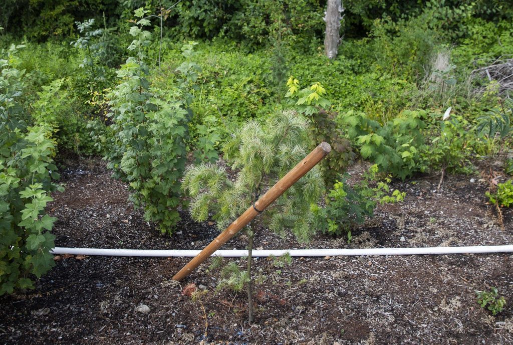 Olivia Vanni / The Herald 
A large post holds up a newly planted sapling on Aug. 12 in Lynnwood.