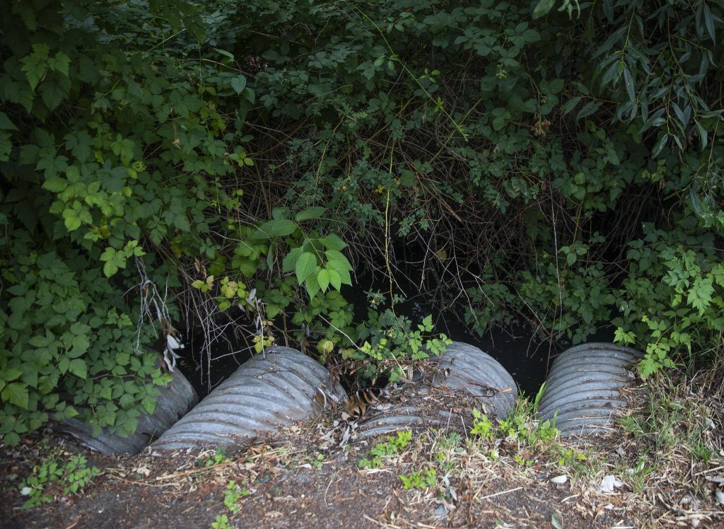 A section where Hall Creek flows along 216th Street SW on Tuesday, Aug. 13, 2024 in Mountlake Terrace, Washington. (Olivia Vanni / The Herald)