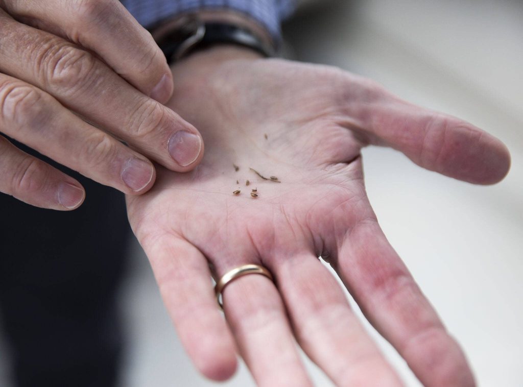 Erik Stockdale shows a handful of marsh grass seeds on Tuesday in Snohomish. (Olivia Vanni / The Herald)