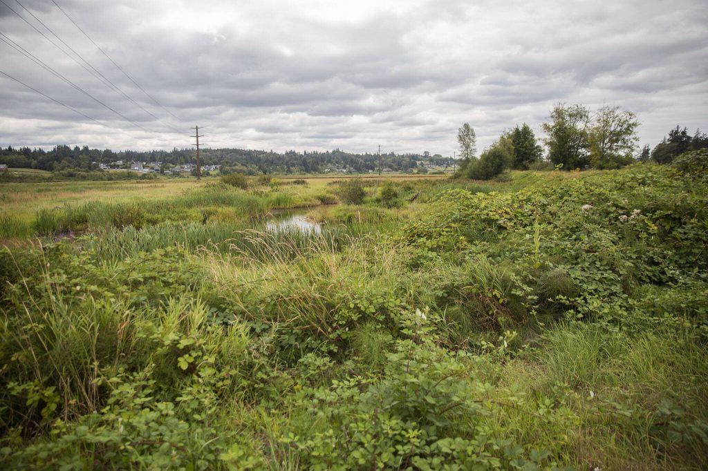 A section of the Chinook Marsh project site on Tuesday, Aug. 13, 2024 in Snohomish, Washington. (Olivia Vanni / The Herald)