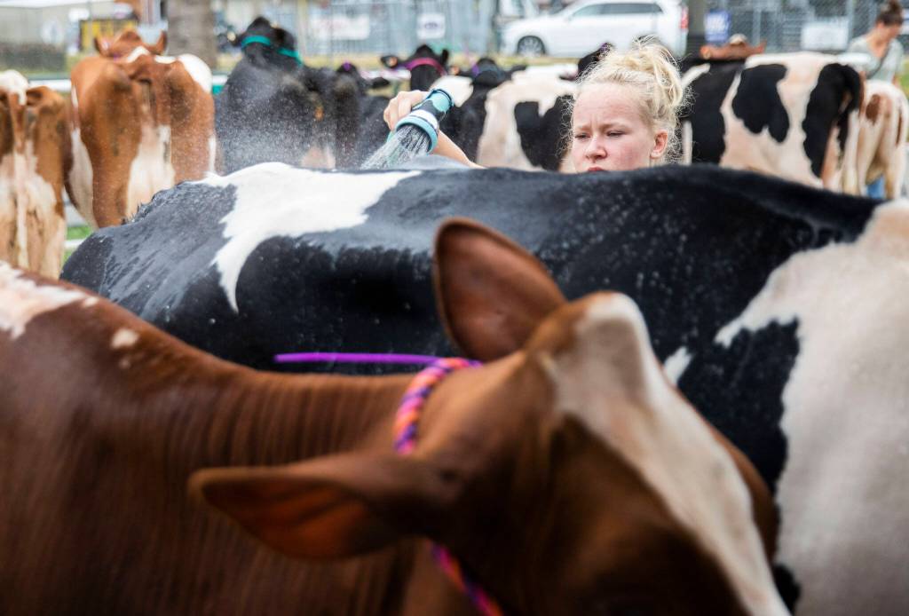 Paige McKay washes her cow Clyde during load-in before the start of the Evergreen State Fair on Wednesday, Aug. 21, 2024, in Monroe, Washington. (Olivia Vanni / The Herald)