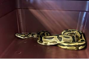 A ball python was rescued from a home on North Whidbey. (Provided photo)