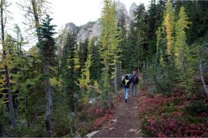 Larch trees and huckleberry bushes border the Blue Lake hiking trail in Washingtons North Cascades National Park in 2009. (Stuart Isett/The New York Times)
