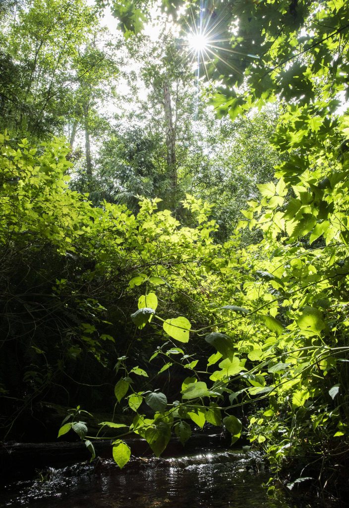 The sun shines through the trees onto Perrinville Creek on Tuesday, July 30, 2024 in Edmonds, Washington. (Olivia Vanni / The Herald)