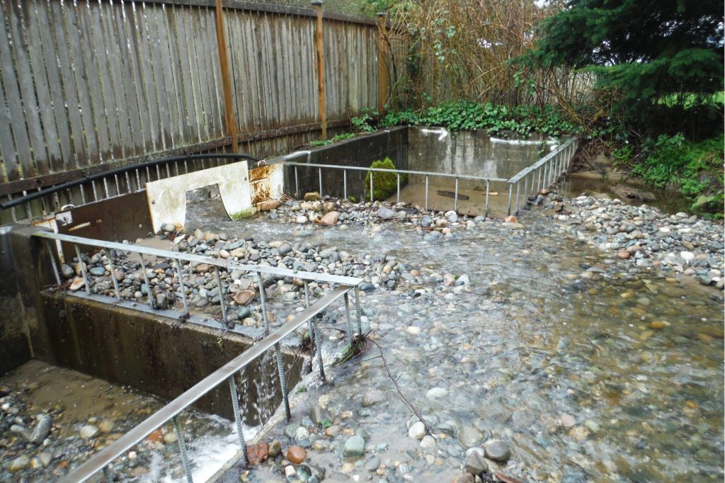 Perrinville Creek historically passed in between two concrete boxes before the city of Edmonds blocked the flow constrictor in 2020. (Joe Scordino)