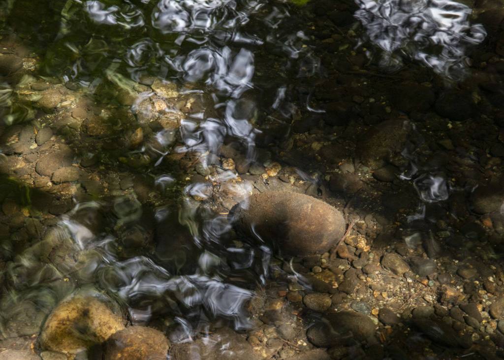 Sunlight filters through the water of Perrinville Creek on Tuesday, July 30, 2024 in Edmonds, Washington. (Olivia Vanni / The Herald)