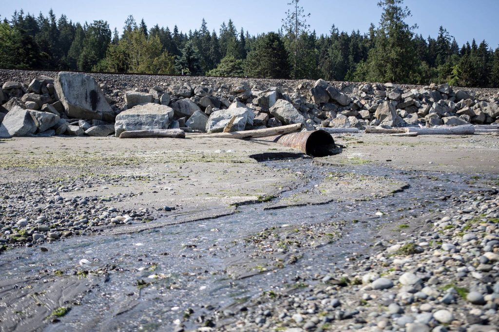 Annie Barker / The Herald
A culvert sits underneath BNSF Railway tracks in Edmonds on July 18.