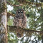 A northern spotted owl in an old growth forest. (Getty Images)