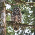 A Northern Spotted Owl (Strix occidentalis caurina) in an old growth forest.