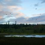Waterfowl arrive at the Edmonds Marsh as the sun sets on Tuesday, Sept. 19, 2023, in Edmonds, Washington. (Ryan Berry / The Herald)