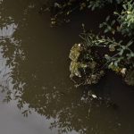 Algae floats on the top of the water in French Creek on Monday, Sept. 9, 2024 in Snohomish, Washington. (Olivia Vanni / The Herald)