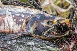 A dead salmon is stuck upon a log in Olaf Strad tributary on Wednesday, Jan.11, 2023, in Arlington, Washington. (Ryan Berry / The Herald)