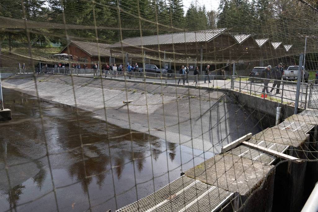 Attendees tour the Tulalip hatcheries Thursday. (Will Geschke / The Herald)