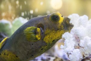 The Everett Library’s pufferfish floats on top of some decorative coral in the library fish tank on Wednesday, Oct. 9, 2024 in Everett, Washington. (Olivia Vanni / The Herald)