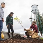 Peter Slanina, right, and Hayley Rylko, center, with the Snohomish Conservation District help Marysville Mayor Jon Nehring plant a Japanese snowbell sapling outside of Marysville City Hall on Tuesday, Oct. 29, 2024. (Olivia Vanni / The Herald)