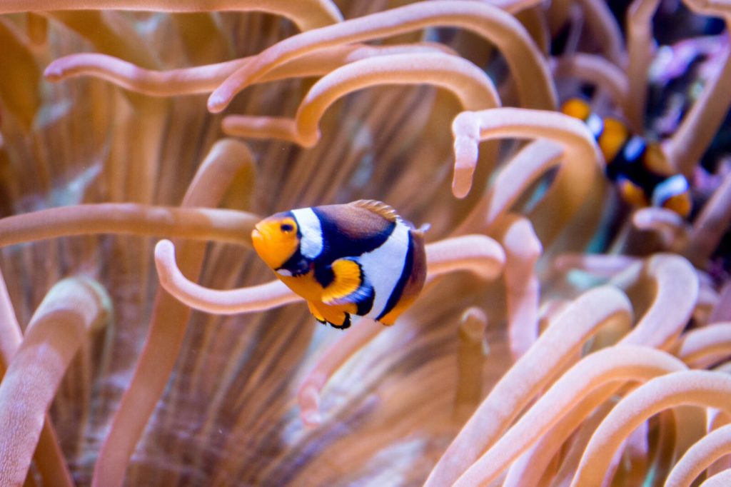 Colourful clownfish at the Seattle Aquarium.