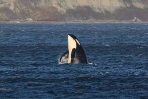 The L pod orcas surprised many on Whidbey Island when they returned to Penn Cove for the first time in over 50 years. (Photo provided by Sarah Geist)