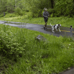 A person walks their dog at the Centennial Trail Rhododendron Trailhead in Lake Stevens, Washington on Sunday, May 19, 2024. (Annie Barker / The Herald).
