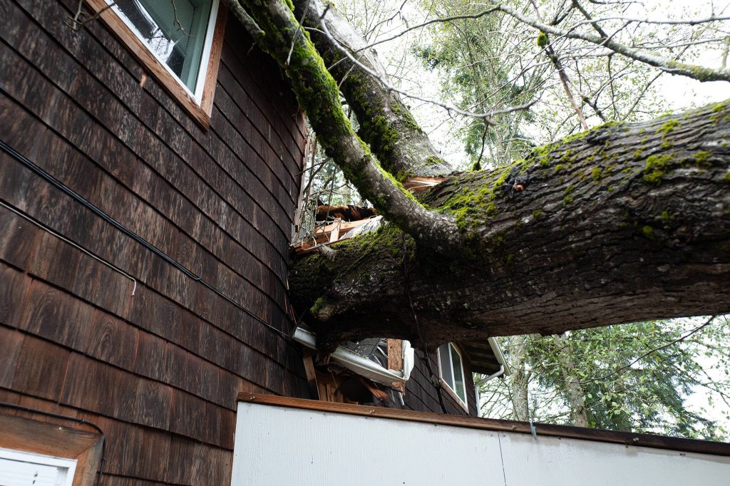 A tree fell onto a two-unit townhome in east Everett Tuesday night, shown here on Wednesday, Nov. 20, 2024. (Will Geschke / The Herald)