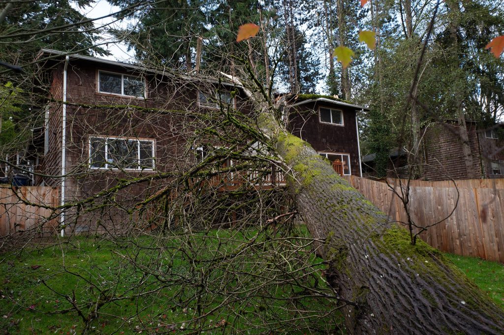A tree fell onto a two-unit townhome in east Everett Tuesday night, shown here on Wednesday, Nov. 20. (Will Geschke / The Herald)