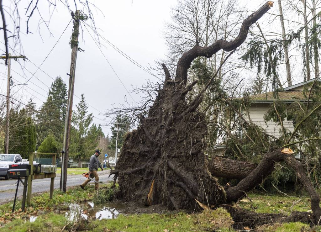 Scott Peterson walks by a rootball as tall as the adjacent power pole from a tree that fell on the roof of an apartment complex he does maintenance for on Wednesday, Nov. 20, 2024 in Lake Stevens, Washington. (Olivia Vanni / The Herald)