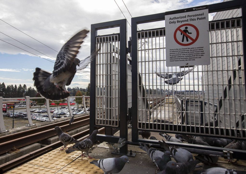Pigeons gather at the end of the platform at Angle Lake Station on Oct. 14, 2024 in SeaTac, Washington. (Olivia Vanni / The Herald)