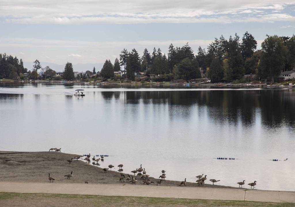A person drives a pontoon boat across Angle Lake past geese grazing along the the shoreline on Oct. 14, 2024 in SeaTac, Washington. (Olivia Vanni / The Herald)