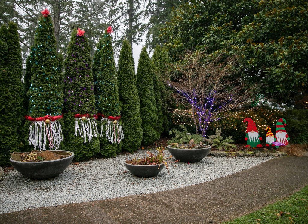 Gnomes of all shapes and sizes can be found at Wintertide Lights at the Evergreen Arboretum on Monday, Dec. 2, 2024 in Everett, Washington. (Olivia Vanni / The Herald)