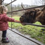 Madelyn Blankenship, 2, feeds a carrot to a Highland cow named Bella at Luckie Farms on Tuesday, Dec. 17, 2024 in Lake Stevens, Washington. (Olivia Vanni / The Herald)