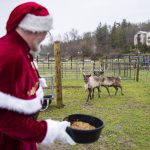 Mike Snellgrove feeds a pair of reindeer named Piika and Elsa while dressed as Santa at Luckie Farms on Tuesday, Dec. 17, 2024 in Lake Stevens, Washington. (Olivia Vanni / The Herald)