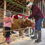 Scott Luckie puts a Santa hat on their Highland calf Antonio at Luckie Farms on Tuesday, Dec. 17, 2024 in Lake Stevens, Washington. (Olivia Vanni / The Herald)