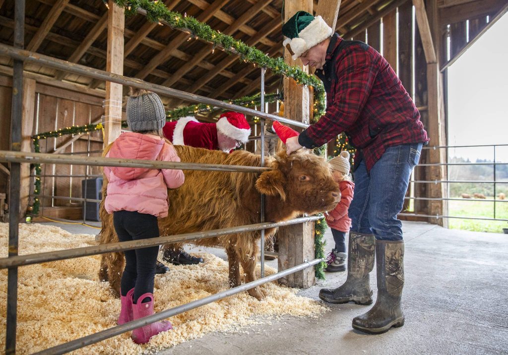 Scott Luckie puts a Santa hat on their Highland calf Antonio at Luckie Farms on Tuesday, Dec. 17, 2024 in Lake Stevens, Washington. (Olivia Vanni / The Herald)