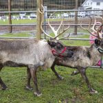Piika and Elsa walk around their enclosure at Luckie Farms on Tuesday, Dec. 17, 2024 in Lake Stevens, Washington. (Olivia Vanni / The Herald)