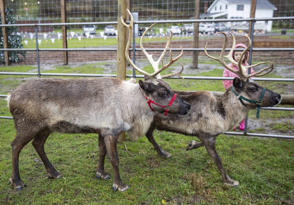 Piika and Elsa walk around their enclosure at Luckie Farms on Tuesday, Dec. 17, 2024 in Lake Stevens, Washington. (Olivia Vanni / The Herald)