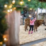Antonio, a Highland calf, is brushed at Luckie Farms on Tuesday, Dec. 17, 2024 in Lake Stevens, Washington. (Olivia Vanni / The Herald)