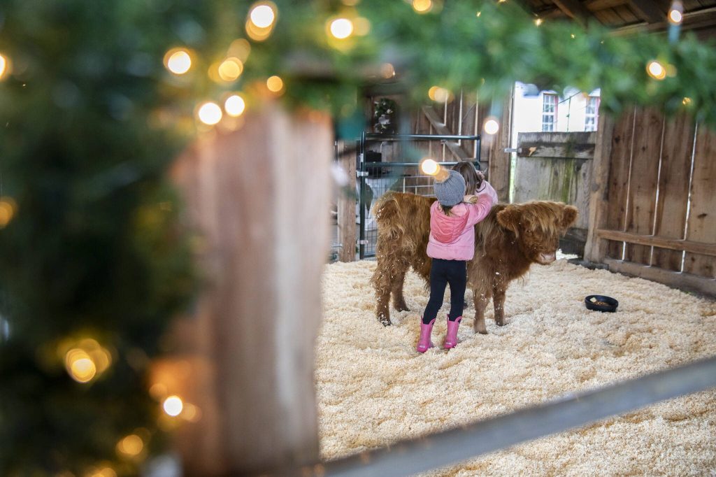 Antonio, a Highland calf, is brushed at Luckie Farms on Tuesday, Dec. 17, 2024 in Lake Stevens, Washington. (Olivia Vanni / The Herald)