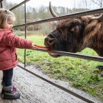 Madelyn Blankenship, 2, feeds a carrot to a Highland cow named Bella at Luckie Farms on Tuesday, Dec. 17, 2024 in Lake Stevens, Washington. (Olivia Vanni / The Herald)