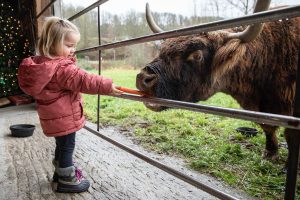 Madelyn Blankenship, 2, feeds a carrot to a Highland cow named Bella at Luckie Farms on Tuesday, Dec. 17, 2024 in Lake Stevens, Washington. (Olivia Vanni / The Herald)