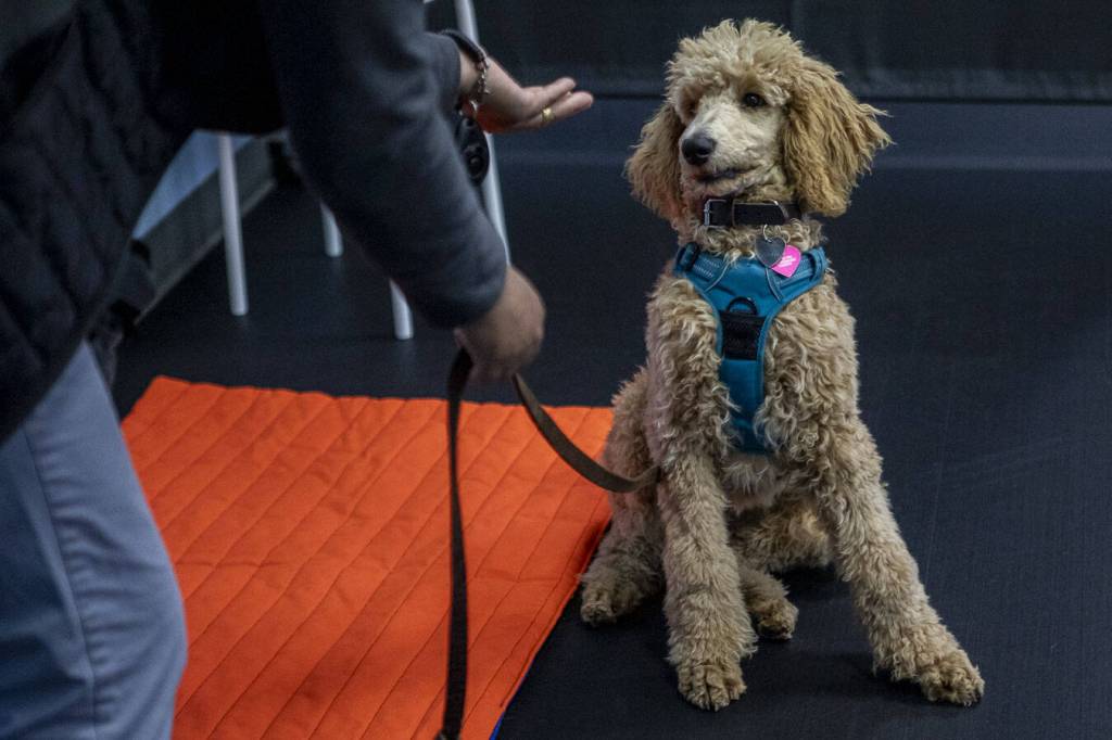 Marley practices a command with their owner Neetha Hsu during a puppy training class at the Everett Zoom Room in Everett, Washington on Wednesday, July 3, 2024. (Annie Barker / The Herald)
