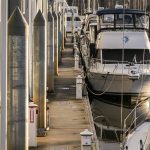Recently upgraded dock pilings stand taller than the older dock pilings on Monday, Dec. 9, 2024 in Everett, Washington. (Olivia Vanni / The Herald)