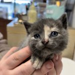 Were open daily with no appointment necessary, says Jennifer Holocker, marketing and development director for The NOAH Center in Stanwood. Families can meet animals and even bring their own pets for introductions to create a seamless transition. Photo courtesy of the NOAH Center.