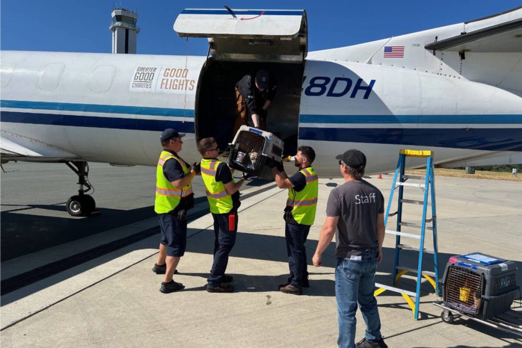 The NOAH Centers unique approach focuses on transferring animals from overcrowded shelters, not only within Washington state but also from across the country, especially during crises. Photo courtesy of the NOAH Center.