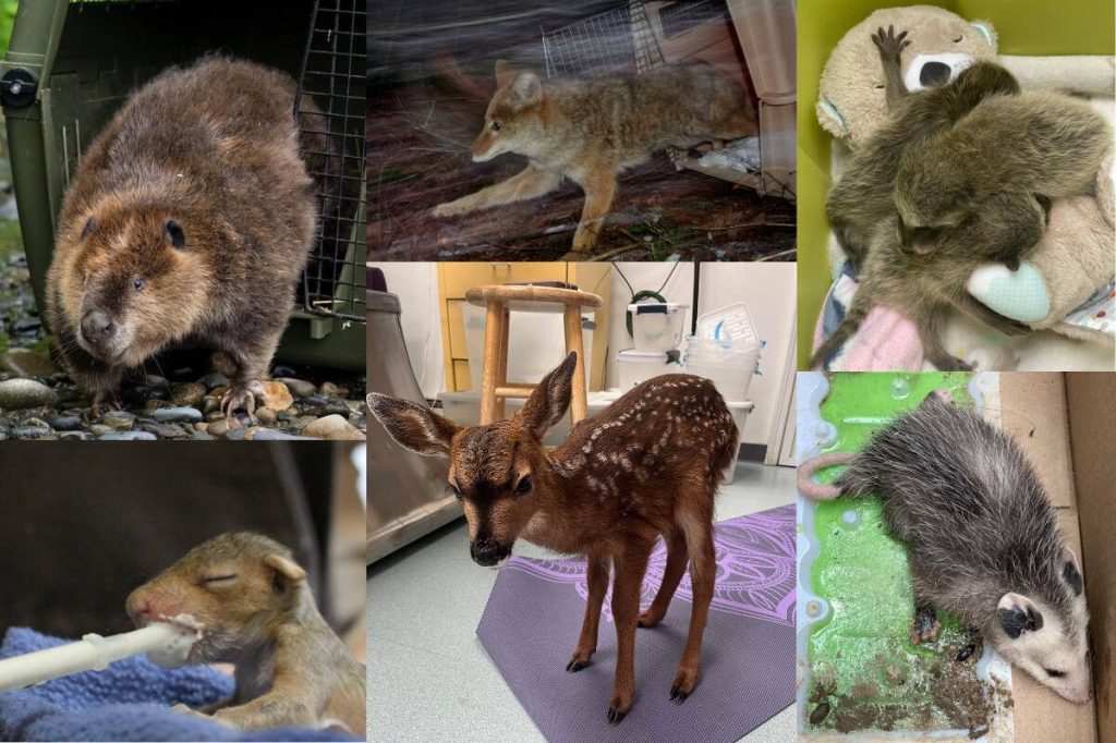 Sarvey Wildlife Care Centers licensed staff ensure animals are treated and prepared for life in the wild, by providing round-the-clock feeding schedules and specialized diets, for example. Photo courtesy of Sarvey Wildlife Care Center.