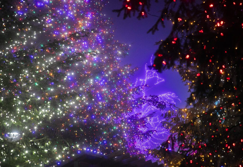 A variety of different colored lights cover the trees at Tulalip Lights & Ice on Wednesday, Dec. 4, 2024 in Tulalip, Washington. (Olivia Vanni / The Herald)