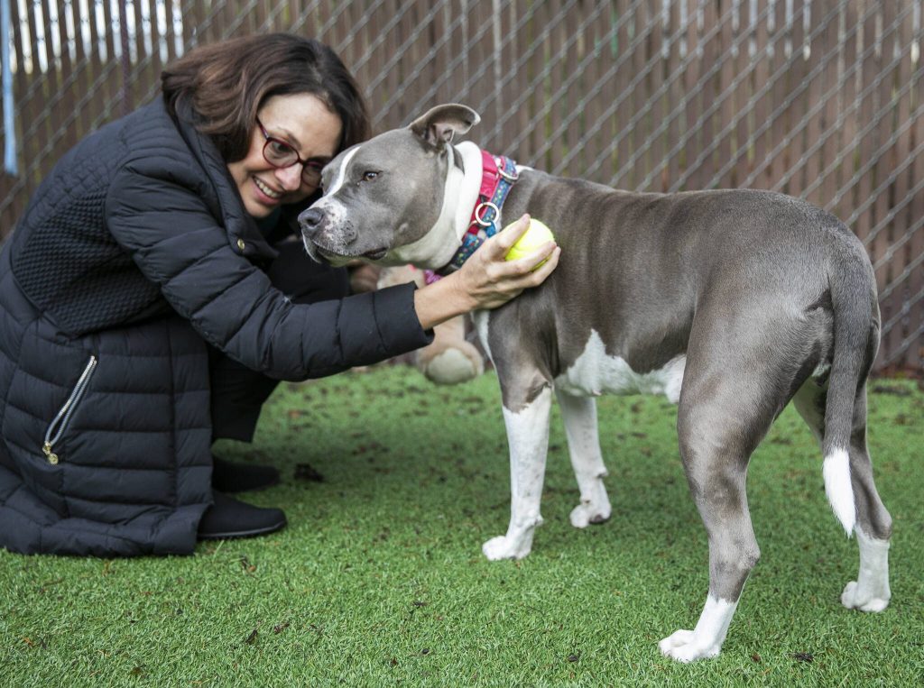 Cinnamon, a 4 year old pitbull transferred to PAWS from overcrowded shelter in Yakima, receives pets from PAWS CEO Heidi Wills on Thursday, Dec. 5, 2024 in Lynnwood, Washington. Cinnamon has mammary cancer and will require extra care from her future adopter. The staff describes her as the sweetest dog due to calm and gentle temperament. (Olivia Vanni / The Herald)