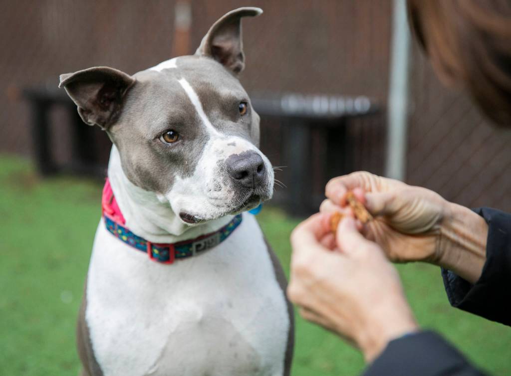 Cinnamon, 4, perks up her ears as she sits and waits for a treat during her outdoor time at PAWS on Thursday, Dec. 5, 2024 in Lynnwood, Washington. (Olivia Vanni / The Herald)