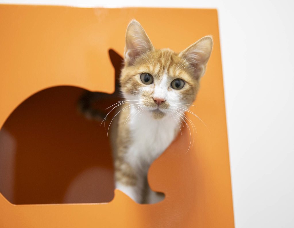 Ollie, 3 months, sticks his head out of a cat perch in one of PAWS play areas on Thursday, Dec. 5, 2024 in Lynnwood, Washington. Ollie is currently available for adoption at PAWS. (Olivia Vanni / The Herald)